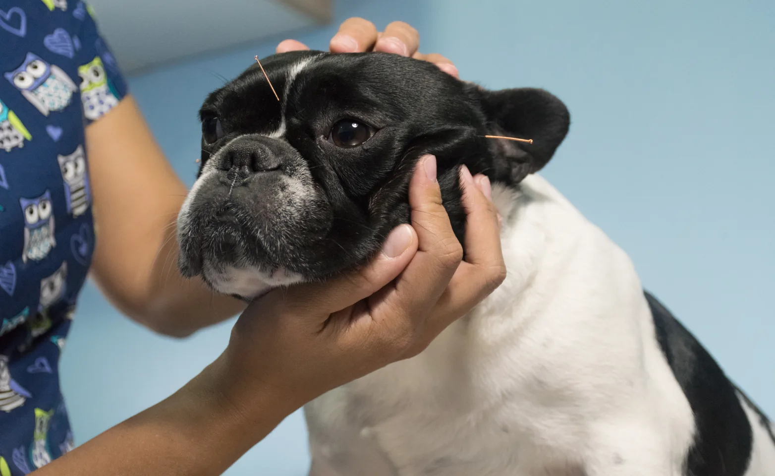 Dog with acupuncture